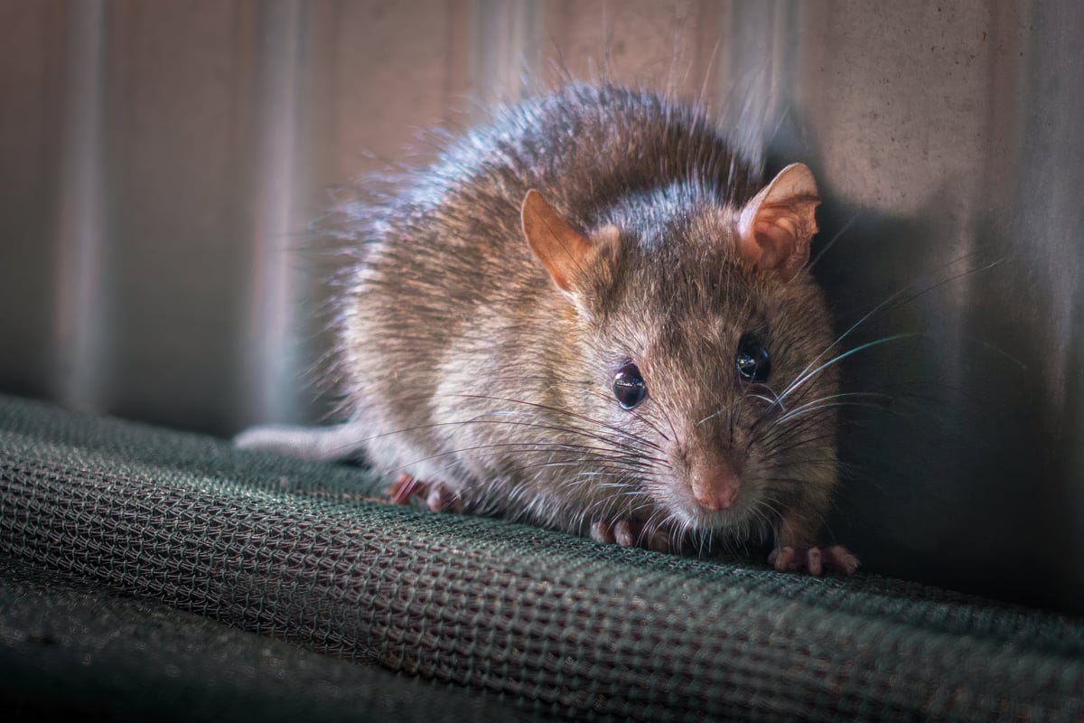 Bruine rat