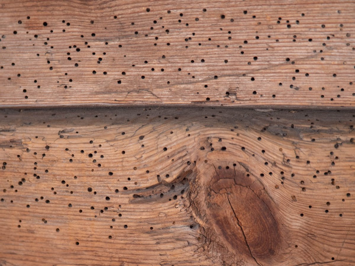 Houtworm gaten in hout