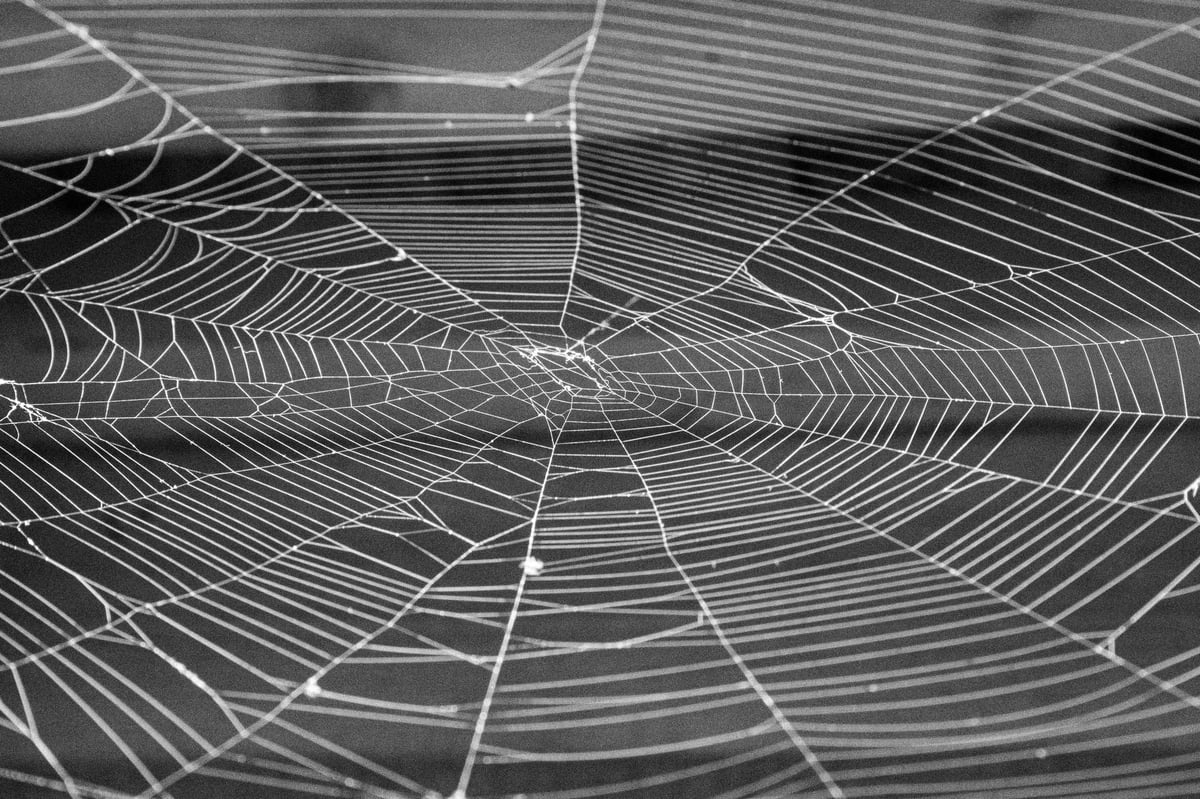 Spinnenweb