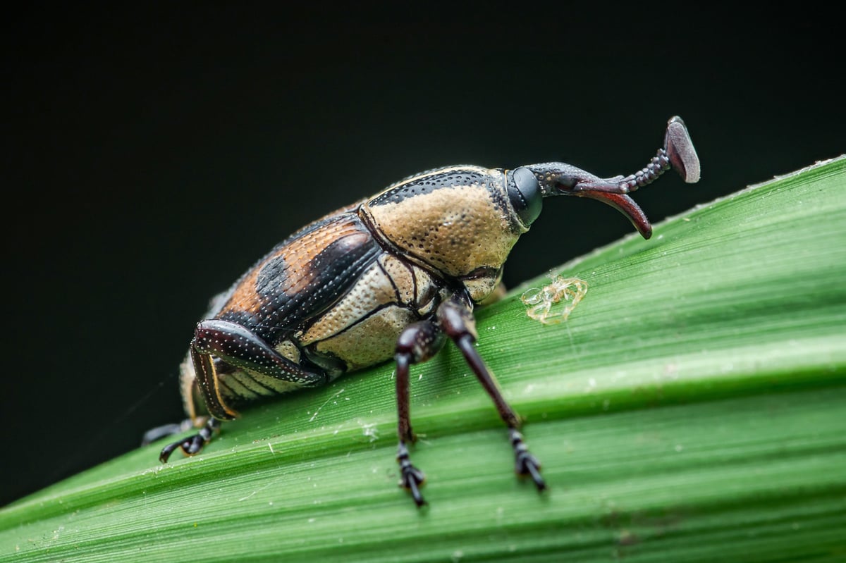 Boktor insect