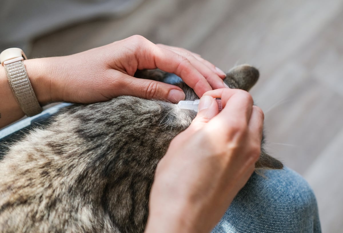 Vlooienbestrijding bij kat